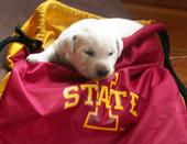 2013 IA State Puppies